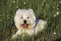 West Highland White Terrier (Canis familiaris) laying in grass panting