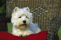 West Highland White Terrier (Canis familiaris) in chair with red pillow