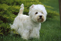 West Highland White Terrier (Canis familiaris) standing at attention in grass