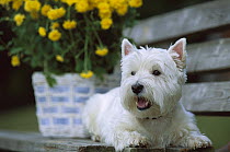 West Highland White Terrier (Canis familiaris) laying on bench in front of flower pot