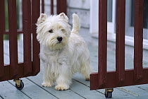 West Highland White Terrier (Canis familiaris) standing on wooden deck