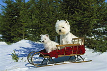West Highland White Terrier (Canis familiaris) adult and puppy sitting in sleigh