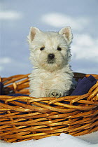West Highland White Terrier (Canis familiaris) puppy in basket