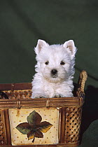 West Highland White Terrier (Canis familiaris) puppy in basket