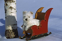 West Highland White Terrier (Canis familiaris) puppy sitting in toy sled