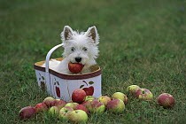 West Highland White Terrier (Canis familiaris) puppy in basket with apple