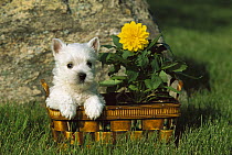 West Highland White Terrier (Canis familiaris) puppy in basket with flower