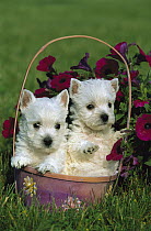 West Highland White Terrier (Canis familiaris) two puppies in basket