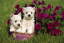 West Highland White Terrier (Canis familiaris) pair of puppies in basket next to Petunias