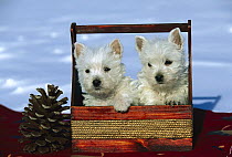 West Highland White Terrier (Canis familiaris) pair of puppies in basket