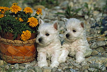 West Highland White Terrier (Canis familiaris) pair of puppies next to potted Marigolds