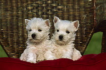 West Highland White Terrier (Canis familiaris) pair of puppies in wicker chair