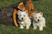 West Highland White Terrier (Canis familiaris) pair of puppies by chopped wood