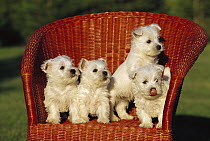 West Highland White Terrier (Canis familiaris) group of four puppies in wicker chair