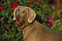 Weimaraner (Canis familiaris) with open mouth