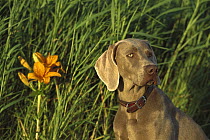 Weimaraner (Canis familiaris) portrait in front of tall grass