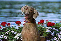 Weimaraner (Canis familiaris) sitting in flowers with curious look