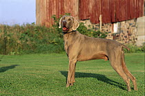 Weimaraner (Canis familiaris) male standing in grass
