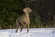 Weimaraner (Canis familiaris) male playing in snow