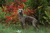 Weimaraner (Canis familiaris) standing in grass, fall