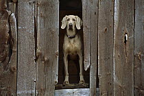 Weimaraner (Canis familiaris) looking out from barn
