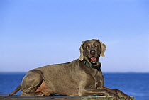 Weimaraner (Canis familiaris) laying down