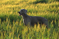 Weimaraner (Canis familiaris) adult standing in tall grass, evening