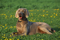 Weimaraner (Canis familiaris) adult laying in field of grass and flowers