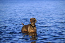 Weimaraner (Canis familiaris) in water
