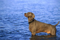 Weimaraner (Canis familiaris) wading in water