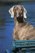 Weimaraner (Canis familiaris) portrait on bench in front of water