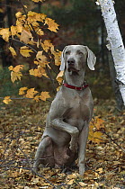 Weimaraner (Canis familiaris) male with raised paw, fall