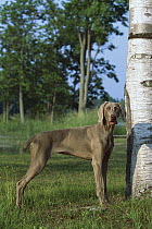 Weimaraner (Canis familiaris) standing near tree