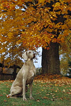 Weimaraner (Canis familiaris) sitting, autumn