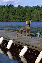 Weimaraner (Canis familiaris) portrait on pier