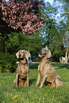 Weimaraner (Canis familiaris) pair of females sitting in grass