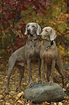 Weimaraner (Canis familiaris) pair standing, autumn