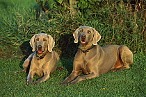 Weimaraner (Canis familiaris) pair laying in grass