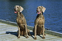 Weimaraner (Canis familiaris) pair of females sitting on pier