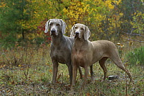 Two Weimaraner (Canis familiaris) pair standing, fall