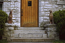 Weimaraner (Canis familiaris) pair sitting on either side of door, mimicking statues