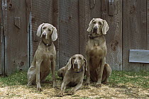 Weimaraner (Canis familiaris) trio relaxing