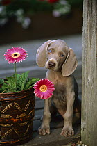 Weimaraner (Canis familiaris) puppy with blue eyes, head cocked curiously