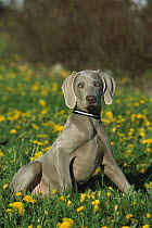 Weimaraner (Canis familiaris) puppy in grass and yellow flowers