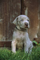 Weimaraner (Canis familiaris) young puppy sitting in grass