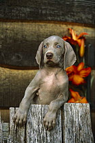 Weimaraner (Canis familiaris) puppy with blue eyes behind fence