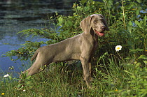 Weimaraner (Canis familiaris) puppy standing near water