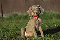 Weimaraner (Canis familiaris) blue-eyed puppy sitting in grass