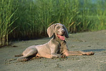 Weimaraner (Canis familiaris) puppy laying on dirt road, panting