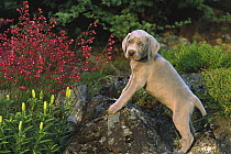 Weimaraner (Canis familiaris) young puppy standing on rocks